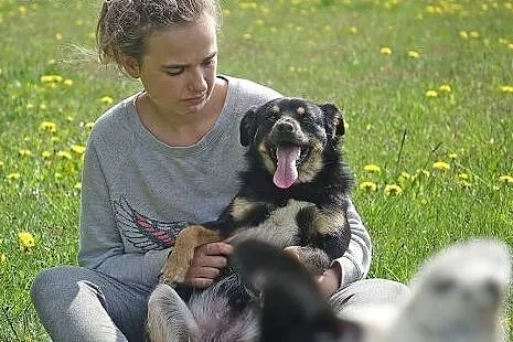 PSIE DZIECKO, niewielki, bezkonfliktowy psiak szuk