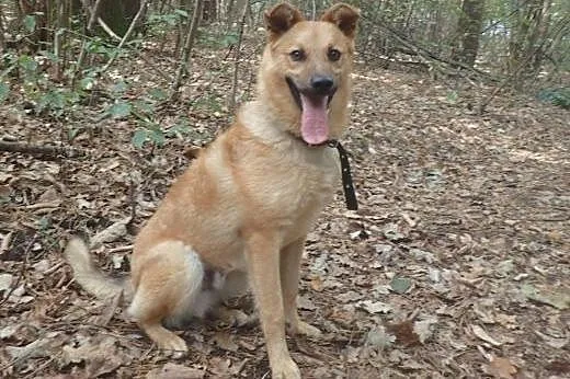 Foster- super przyjaciel- ok roczny,  małopolskie 