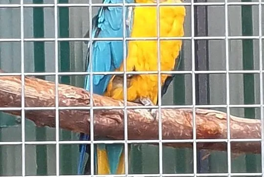 Ara Arauna samica 23r., Świętokrzyskie, Pińczów
