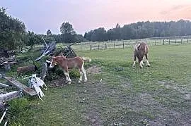 Sprzedam klacz zrebna ze zrebakiem