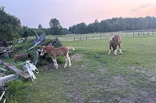 Sprzedam klacz zrebna ze zrebakiem, Podlaskie, Grodziszczany