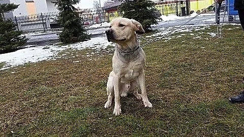 Maks w typie labradora pilnie szuka domu
