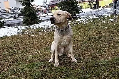 Maks w typie labradora pilnie szuka domu