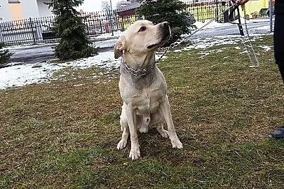 Maks w typie labradora pilnie szuka domu