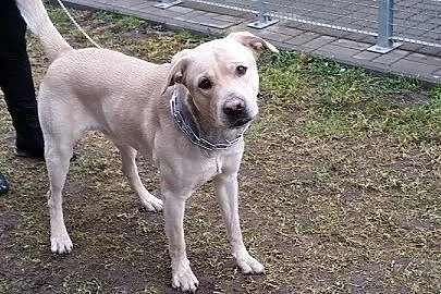 Maks w typie labradora pilnie szuka domu