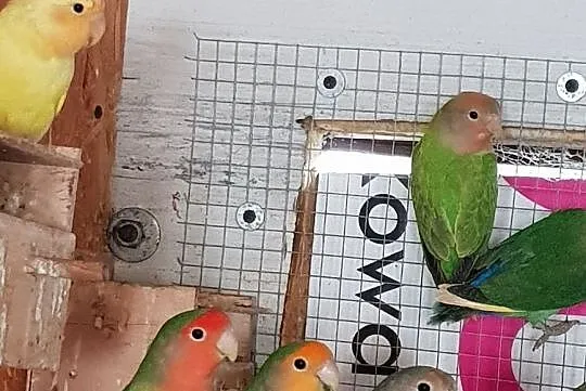 Nierozłączki czerwonoczelne różne mutacje nierozłączka czerwonoczelna możliwa wysyłka Pocztą Polską, , Lubin