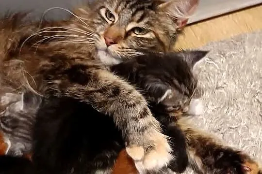Przepiękne kocięta Maine coon do rezerwacji