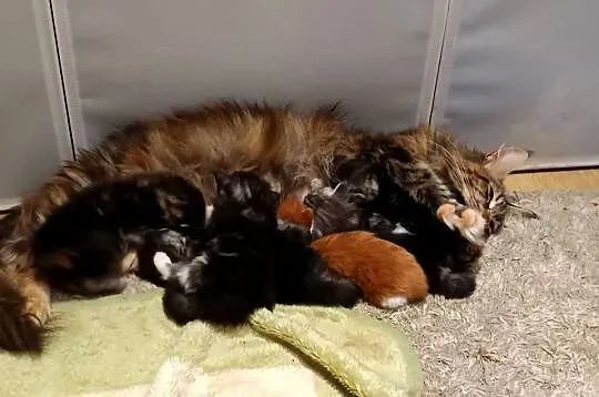 Przepiękne kocięta Maine coon do rezerwacji, Świętokrzyskie, Prawęcin