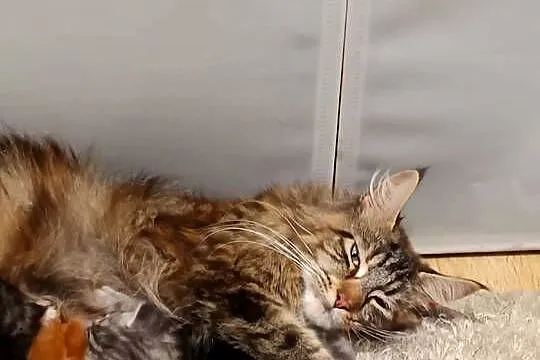 Przepiękne kocięta Maine coon do rezerwacji, Świętokrzyskie, Prawęcin
