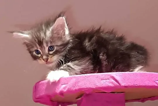 Przepiękne kocięta Maine coon do rezerwacji, Świętokrzyskie, Prawęcin