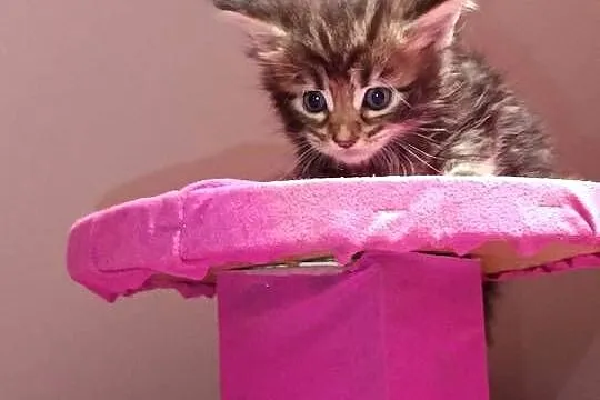 Przepiękne kocięta Maine coon do rezerwacji, Świętokrzyskie, Prawęcin