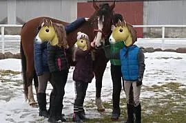 Koń rodzinny, Cieksyn