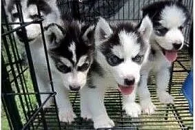 Siberian husky puppy z niebieskimi oczami.....,  p