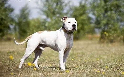 7 letni, domowy, piękny amstaff Nero czeka na dom,