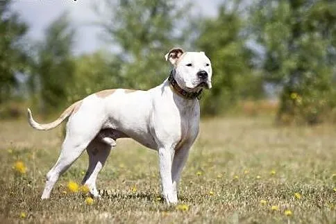 7 letni, domowy, piękny amstaff Nero czeka na dom,