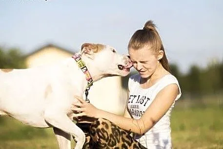 7 letni, domowy, piękny amstaff Nero czeka na dom,