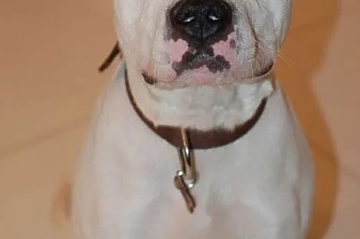 7 letni, domowy, piękny amstaff Nero czeka na dom,