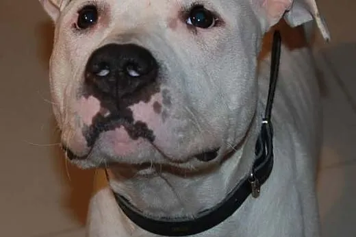 7 letni, domowy, piękny amstaff Nero czeka na dom,