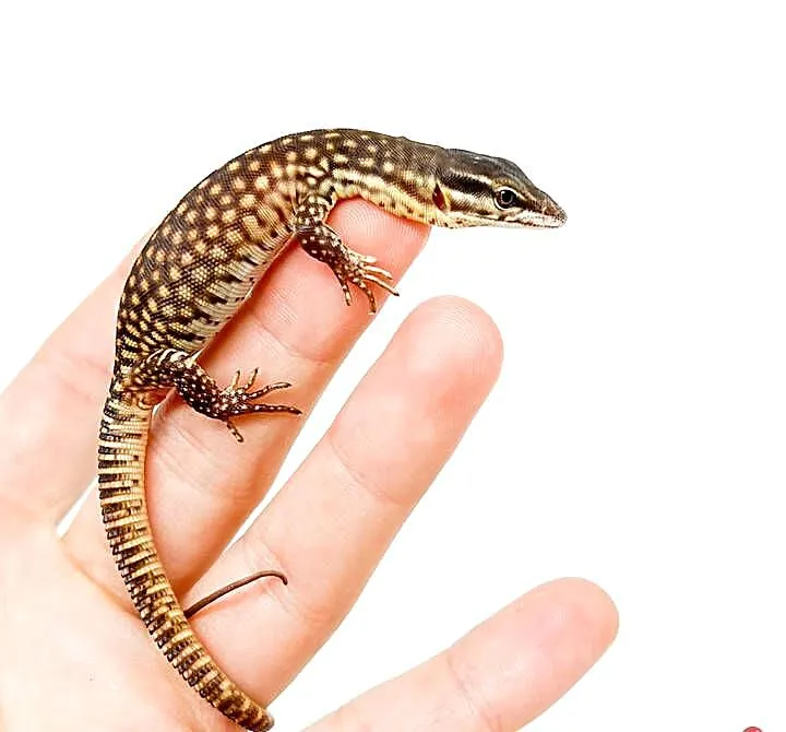 CB Varanus Acanthurus, Mazowieckie, Błonie