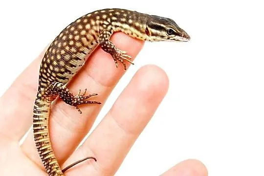 CB Varanus Acanthurus, Mazowieckie, Błonie