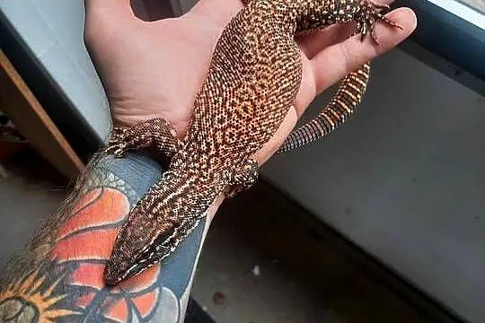 CB Varanus Acanthurus, Mazowieckie, Błonie