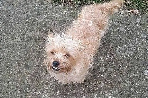 Yoko - 5  kg miłości do adopcji,  mazowieckie Warszawa