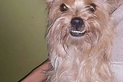Yoko - 5  kg miłości do adopcji,  mazowieckie Wars