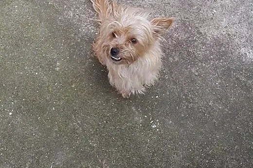 Yoko - 5  kg miłości do adopcji,  mazowieckie Wars
