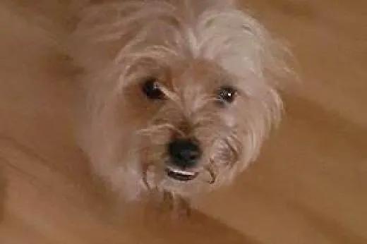 Yoko - 5  kg miłości do adopcji,  mazowieckie Wars
