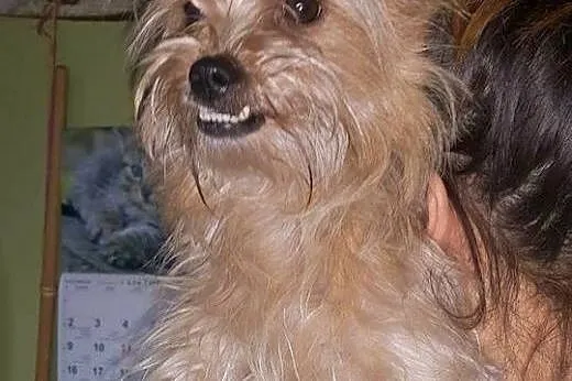 Yoko - 5  kg miłości do adopcji,  mazowieckie Wars