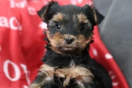 Sliczne Szpic Yorkshire Terrier Szczenieta