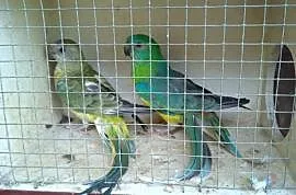 Papugi Świergoty para , Kosina