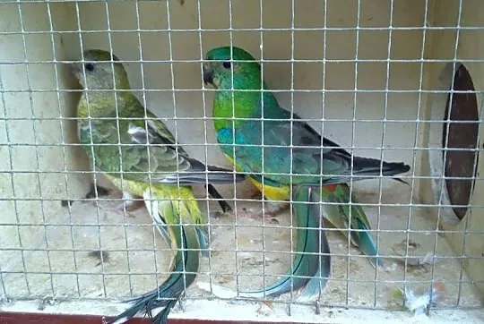 Papugi Świergoty para, Podkarpackie, Kosina