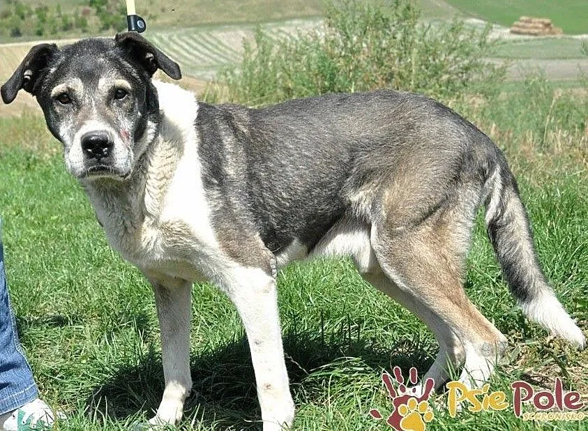 FREDIE-wspaniały, miły, spokojny, grzeczny staruszek prosi o dom, adopcja, Małopolskie, Kraków