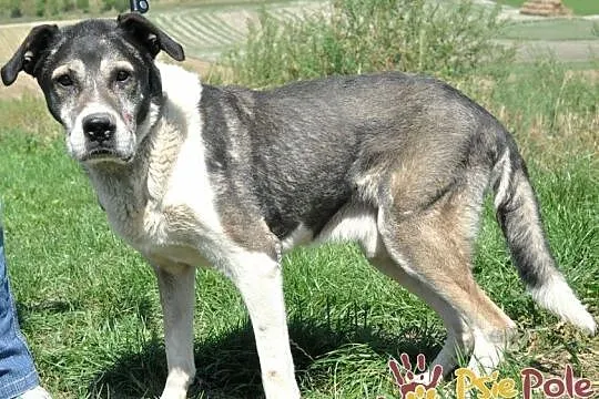 FREDIE-wspaniały, miły, spokojny, grzeczny staruszek prosi o dom, adopcja, Małopolskie, Kraków