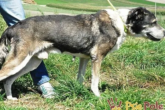 FREDIE-wspaniały, miły, spokojny, grzeczny staruszek prosi o dom, adopcja, Małopolskie, Kraków