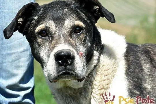 FREDIE-wspaniały, miły, spokojny, grzeczny staruszek prosi o dom, adopcja, Małopolskie, Kraków