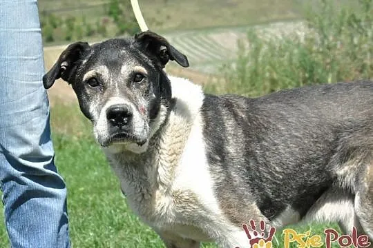 FREDIE-wspaniały, miły, spokojny, grzeczny staruszek prosi o dom, adopcja, Małopolskie, Kraków