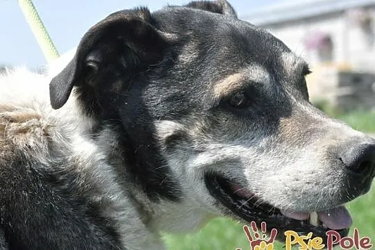 FREDIE-wspaniały, miły, spokojny, grzeczny staruszek prosi o dom, adopcja, Małopolskie, Kraków