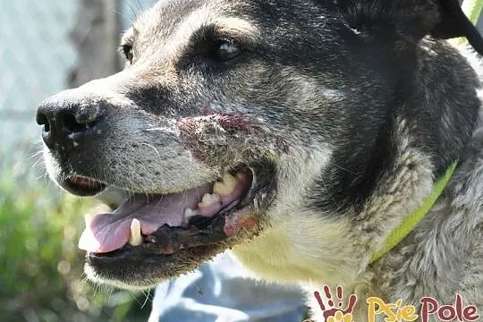 FREDIE-wspaniały, miły, spokojny, grzeczny staruszek prosi o dom, adopcja, Małopolskie, Kraków