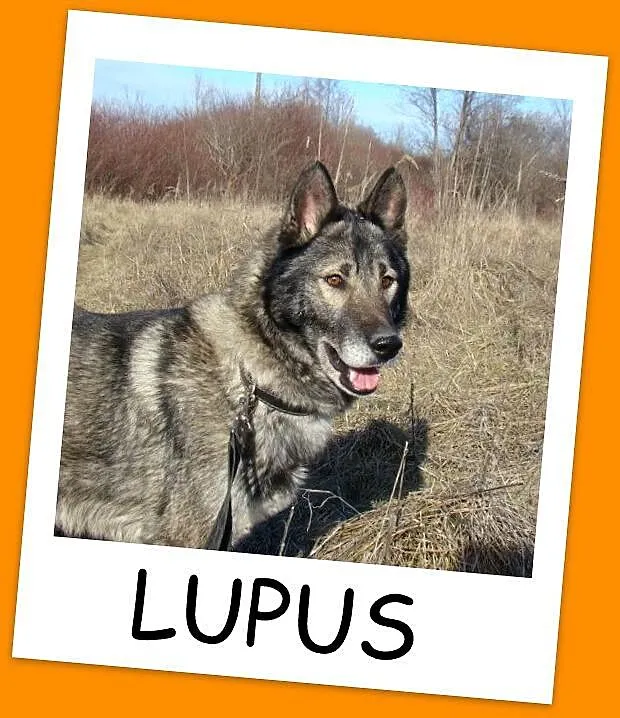 Zjawiskowy 3 letni, wilczasty LUPUS,przyjazny,kont