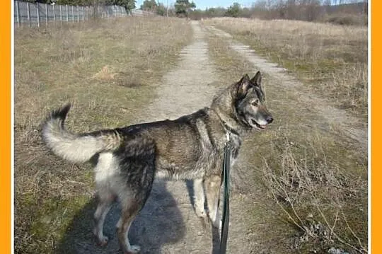 Zjawiskowy 3 letni, wilczasty LUPUS,przyjazny,kont