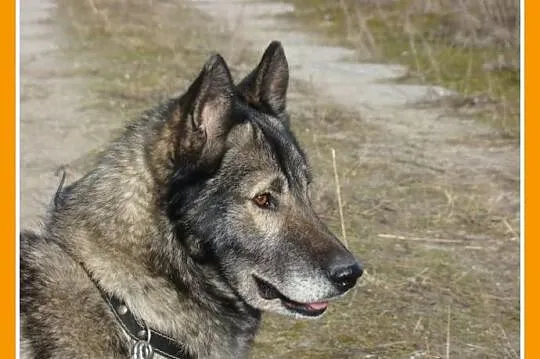 Zjawiskowy 3 letni, wilczasty LUPUS,przyjazny,kont
