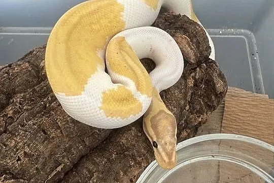 Regius banana piebald samiec