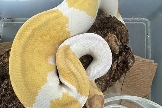 Regius banana piebald samiec, Pomorskie, Sopot