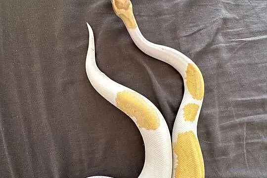 Regius banana piebald samiec, Pomorskie, Sopot