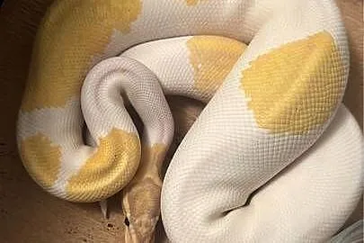Regius banana piebald samiec, Pomorskie, Sopot