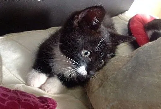 Maluchy do adopcji, mazowieckie Warszawa
