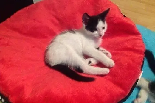 Maluchy do adopcji,  mazowieckie Warszawa