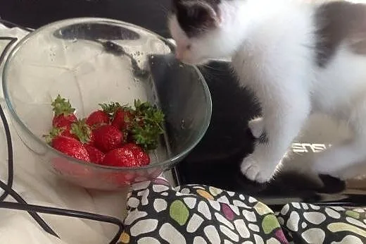 Maluchy do adopcji,  mazowieckie Warszawa